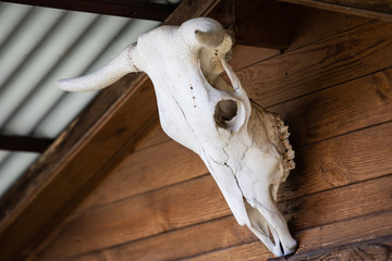 cow skull