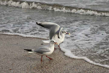 Seagulls by the sea