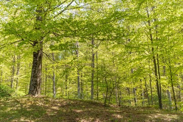 Obraz premium spring in the forest