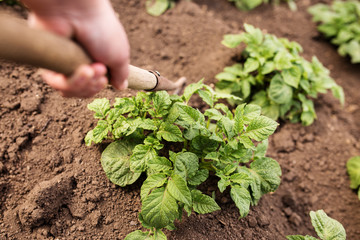 Spring worries in the garden. Growing potatoes.