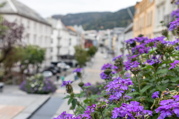 Fototapeta na wymiar Traveling streets of Bergen, Norway. Autumn phlox bloom, purple small flowers on way from St. John's Church to old city. Blurred houses in background