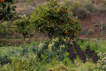 Fototapeta na wymiar orange tree in the garden