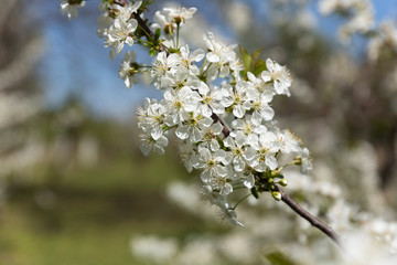 Blooming trees with white flowers in orchard. Flowering concept in spring