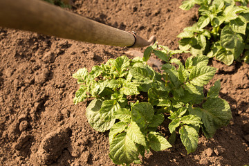 Hilling potatoes. Planting potatoes at home.