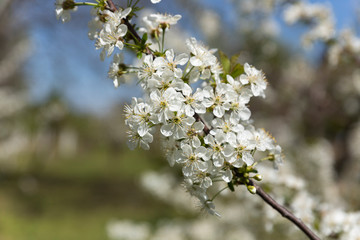 Blooming trees with white flowers in orchard. Flowering concept in spring