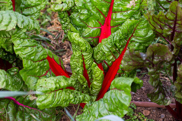 detail of fresh red chard leaf