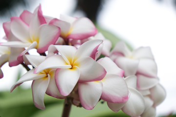Obraz na płótnie Canvas frangipani flowers (Apocynaceae), Beautiful Plumeria, Temple Tree, Graveyard Tree. Thai frangipani flowers. Thai spa and therapy flower.