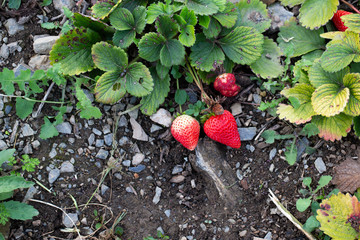 strawberry bio natural plant ecological