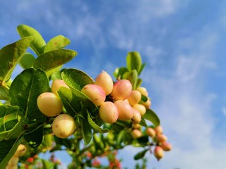 Close-up of Carissa carandas on a tree with​ sunlight​. Carissa carandas are the fruit that has a sweet and sour taste and fruit all year round. It also has many benefits and medicinal properties.