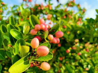 Close-up of Carissa carandas on a tree with​ sunlight​. Carissa carandas are the fruit that has a sweet and sour taste and fruit all year round. It also has many benefits and medicinal properties.
