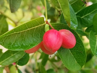 Close-up of Carissa carandas on a tree with​ sunlight​. Carissa carandas are the fruit that has a sweet and sour taste and fruit all year round. It also has many benefits and medicinal properties.