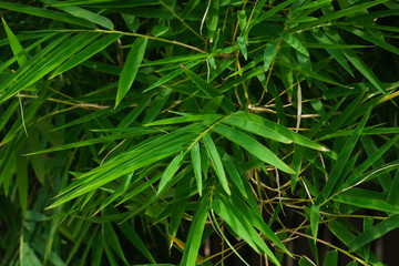 Green bamboo leaves texture as a background