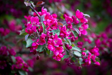 A sprig of beautifully blooming fruit tree in early spring.