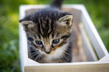 bébé chat tigré dans une caisse en bois