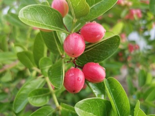 Close-up of Carissa carandas on a tree with​ sunlight​. Carissa carandas are the fruit that has a sweet and sour taste and fruit all year round. It also has many benefits and medicinal properties.