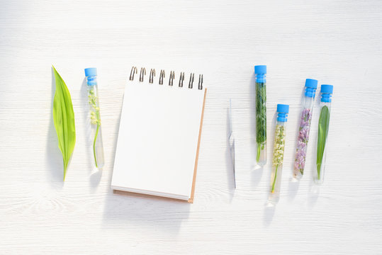 Different types of plants in the test tubes on white flat lay table background with copy space. Botany concept.