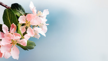 Fototapeta na wymiar Blooming pink apple tree branches at springtime. Copy space