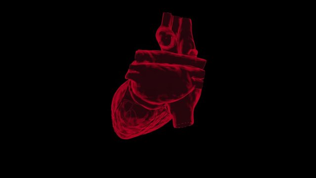 Beating human heart with alpha channel seamless loop.