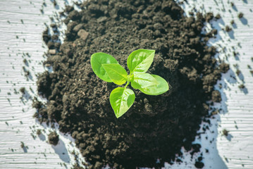 Naklejka premium Green plant in the soil close up.