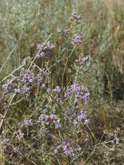 Limonium asterotrichum, gmelinii or Siberian Statice. Wild plant in the steppe. Russia Saratov region.