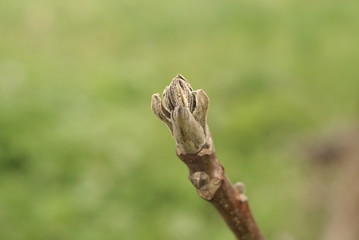 The First Buds Of A Walnut In The Spring