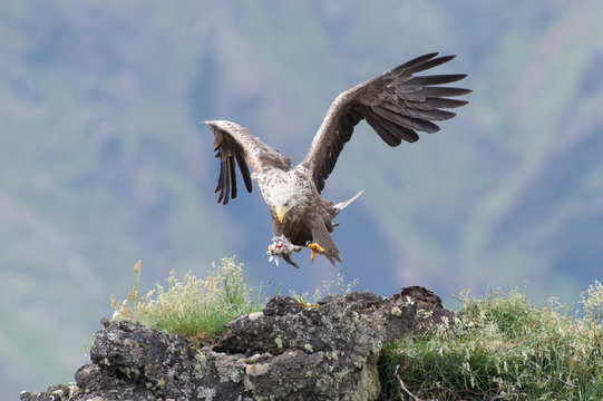 White-tailed Eagle landing in a nest