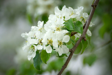 A sprig of beautifully blooming fruit tree in early spring.