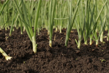 Organically Grown Young Onions Growing On A Bed 
