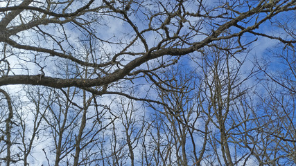 Pyrenean oak (Quercus pyrenaica) branches in winter.