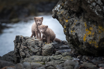 Two arctic foxes near the sea in Iceland