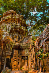 Angkor - Ta Prohm 