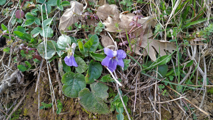 Viola odorata is commonly known as wood violet, sweet violet, common violet or garden violet. Is native to Europe and Asia, but has also been introduced to North America and Australia.