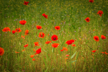 Wiese mit roten Mohnblumen  im Sonnenlicht