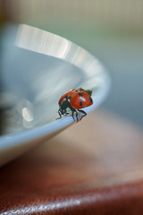 
Ladybug on a white plate close-up. Beautiful photo.