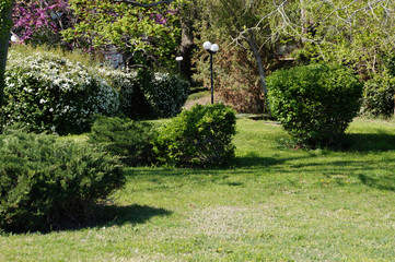 topiary in park landscape design
