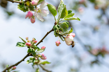 kwitnący kwiat jabłoni wiosną