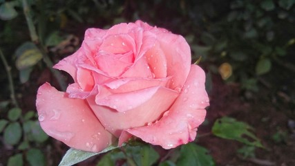 wet pink rose in garden with water