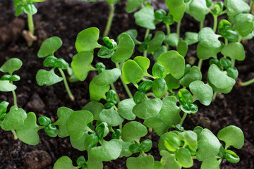 Group of green sprouts growing out from soil.