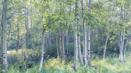 Aspen Tree forest in Wyoming