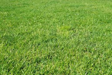 green grass texture for background
