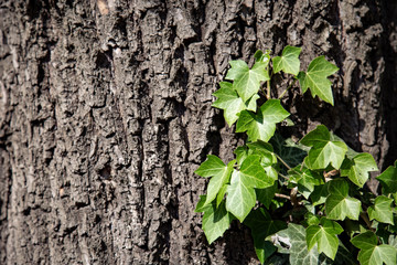 Schönes, grünes Efeu an einer Baumrinde