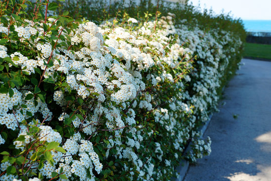 hedge of blooming spirea in the park
