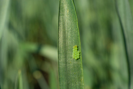 Pest eggs laid on wheat leaves. Beetle eurygaster integriceps.
