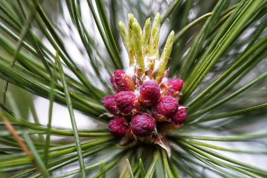 The blossom of the red cones from the swiss stone pine, pinus cembra, in spring time in may