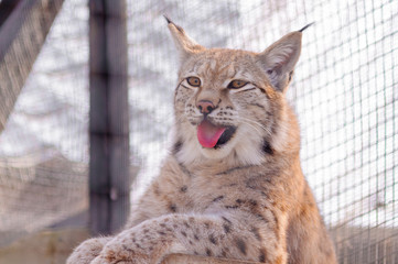 Naklejka na ściany i meble lynx in the zoo