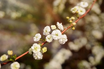 Cherry blossoms are blooming in bright sunlight on the cherry​ blossom tree.