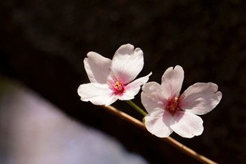 Naklejka na ściany i meble Cherry blossoms are blooming in bright sunlight on the cherry​ blossom tree.