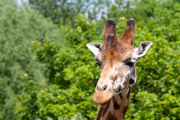 Giraffe Nahaufnahme