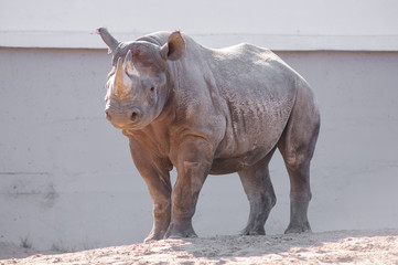 Naklejka premium rhino in the zoo