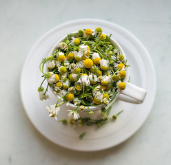 A white cup stands on a white saucer, inside a cup of chamomile. Chamomile is a small flower, white petals, the middle is yellow.
Chamomile flowers can be dried and tea can be drunk with them.